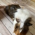 Two male Guinea pigs available for adoption-3