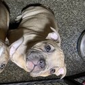 3 american pocket bully X French bulldog puppies -5