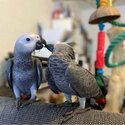 Lovely and Playful male and female African Grey Parrots Sale-1