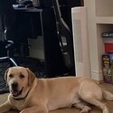 Loving Home Required for our Labrador -4