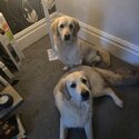 2 golden retrievers -2