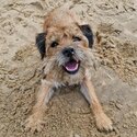 Stunning female Border terrier looking for a new home-3