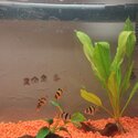 5 Tiger Barb Fish Healthy Happy-2