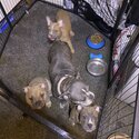 3 american pocket bully X French bulldog puppies -1