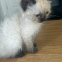 Ragdoll kittens-4