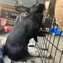 FREE bonded pair of spayed bunnies -1