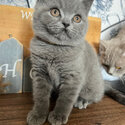 British Shorthair Kitten 13 weeks old-0