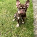 Male 8 month old French bulldog -2