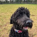 Gentle calm loving Goldendoodle -1