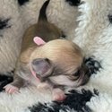 Chihuahua long haired puppy’s -3