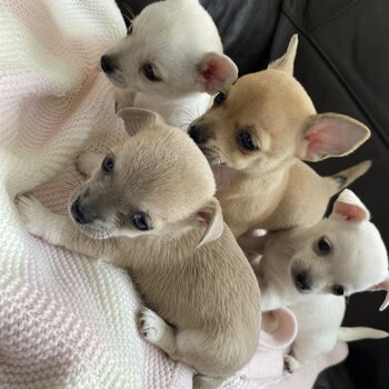 Beautiful apple head chihuahuas puppies