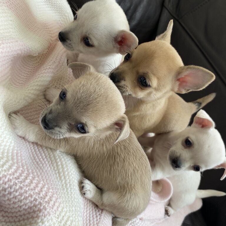 Beautiful apple head chihuahuas puppies