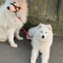 Beautiful Samoyed puppies for sale :)-4