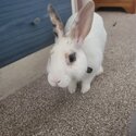 Young male rabbit ready for rehoming-1