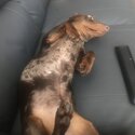 Dachshund  SOLD! SOLD!SOLD!-3