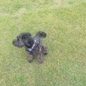 Charming F1 Miniature Cockapoo Looking for a Loving New Home!-3