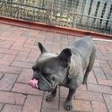 French bulldog bitch for sale -2