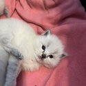 Ragdoll kittens -2