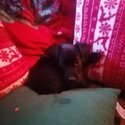 Terrier pups patterdale x-1