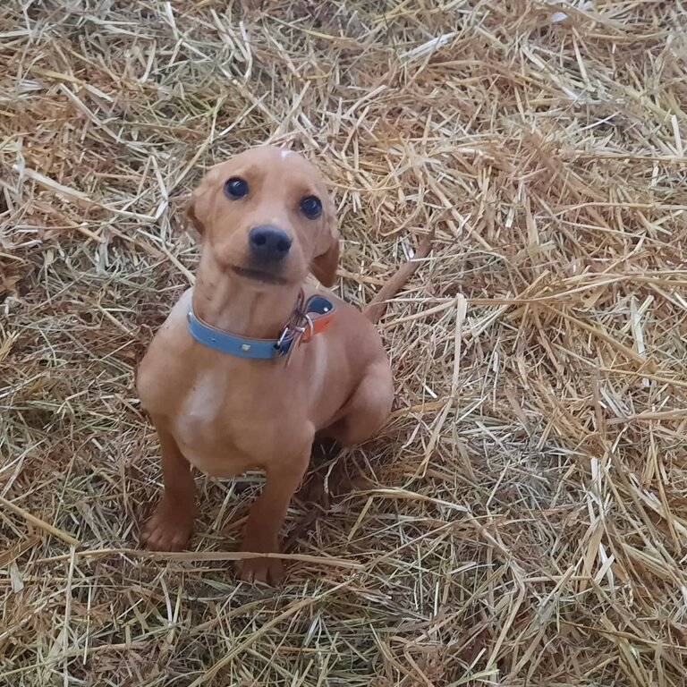 Pointer dogs