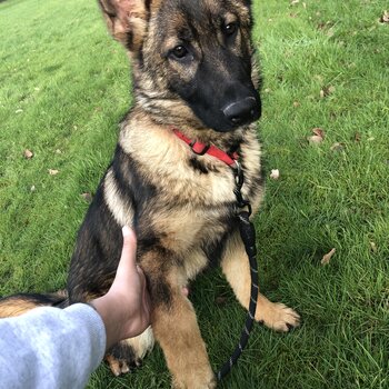 Female Gsd Pup