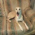 Female Saluki whippet greyhound -1