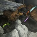 Patterdale terrier pups-2