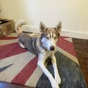 A stunning and loving Siberian Husky boy, Bear-4