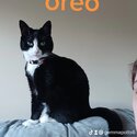 Oreo needs a new home asap-0