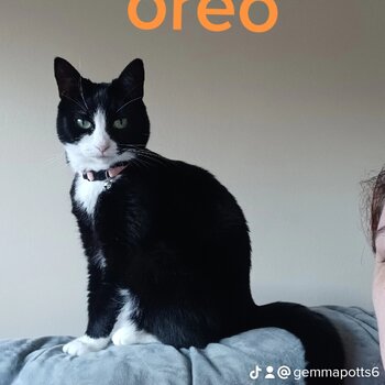 Oreo needs a new home asap