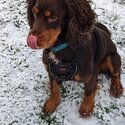 4 year old in tact male cocker spaniel-3