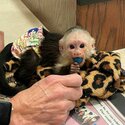 Capuchin and marmoset monkeys available -2