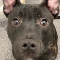 New home needed 8 month old Staffy -1