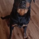 Male Rottweiler for adoption -0