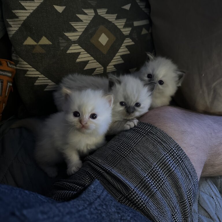 2 beautiful ragdoll