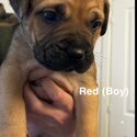 Cane Corso X Bullmastiffx puppies for sale-5