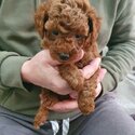 KC REGISTERED RED TOY POODLES-5