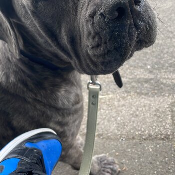 Grey cane corso