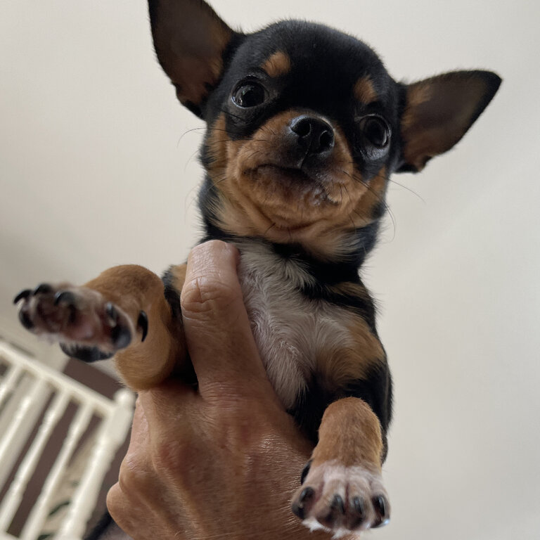 Teacup chihuahua 