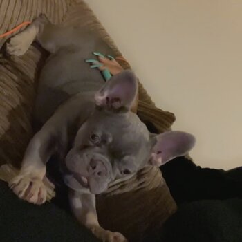 FRENCH BULLDOG PUPPY KC REGISTERED, MICROCHIPPED