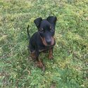 European Doberman Pup-1