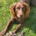 Purebred, friendly, intelligent Cocker Spaniel for a good family-2