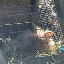 Gold Lionhead buck (male) 5 months old -3