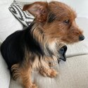 Adorable 10 month old Australian Silky Terrier pup, microchipped, dewormed and vaccinated available.-1