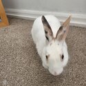 Young male rabbit ready for rehoming-5