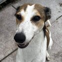 Lurcher saluki cross greyhound -1