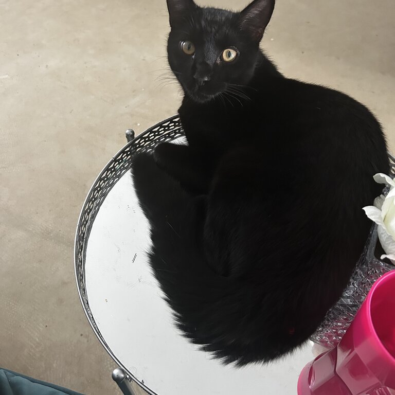 Selling my black cat 