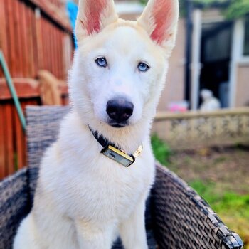 Female Siberian husky 