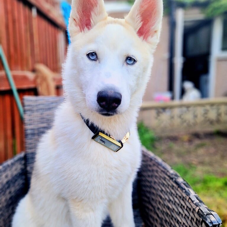 Female Siberian husky 