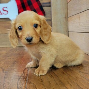 12 weeks old dachshund